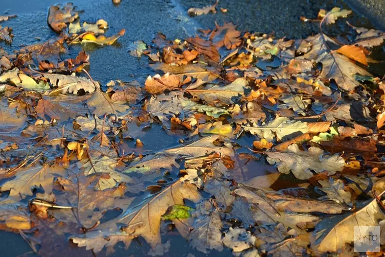 Komende dagen regenachtig herfstweer