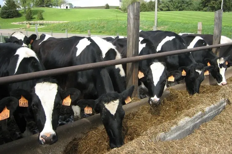 Nieuwe impuls voor extensivering veehouderij rond natuurgebieden