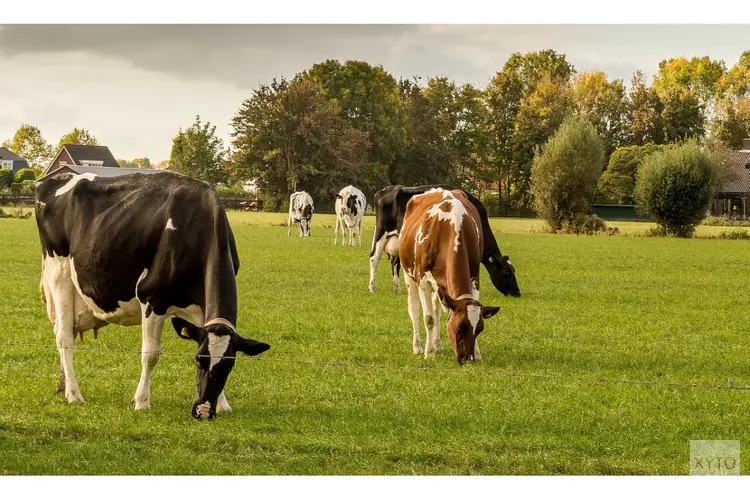 Provincie Noord-Brabant gaat ongebruikte stikstofruimte in natuurtoestemmingen intrekken