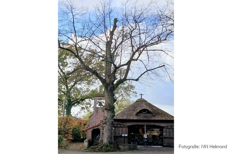 Op zoek naar bomen met een bijzonder verhaal